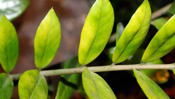 Причины и последствия пожелтения листьев замиокулькаса