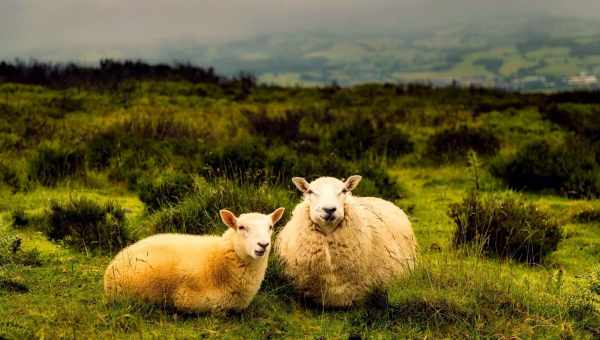В Ирландии в овцеводстве «низкие инвестиции»