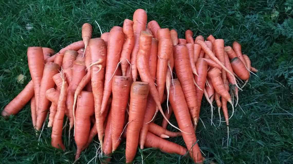 Описание и характеристика моркови «Королева осени». Достоинства сорта, отличия от других и выращивание
