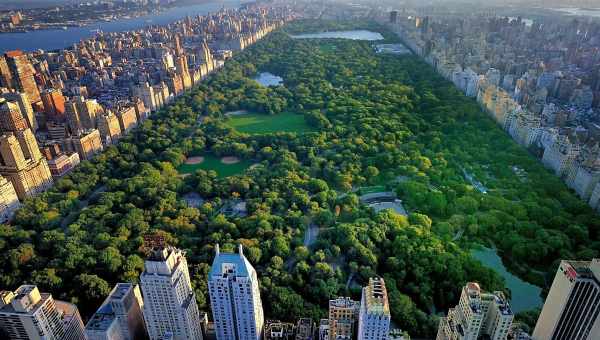 Парк Нью-Йорка заселили невиданные организмы