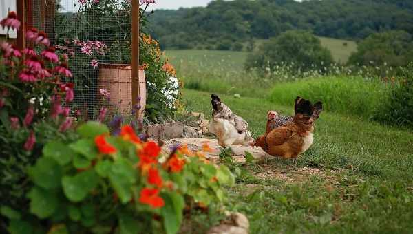 Курица "В огороде"