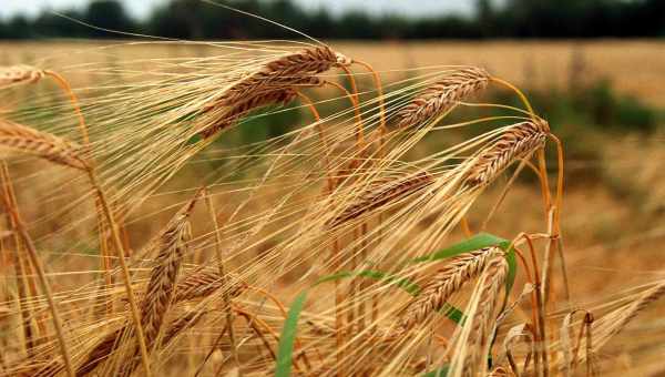 Австралия снижает свой прогноз по пшенице, шерсти и молоку