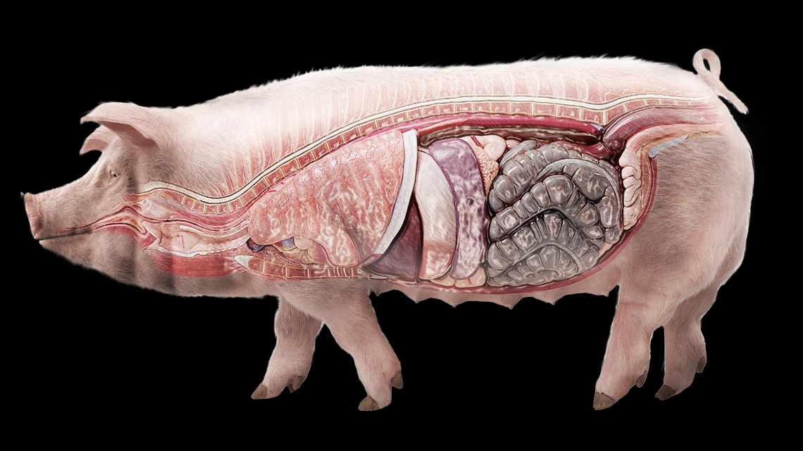 Чтобы остановить АЧС Вьетнам отбраковал два с половиной миллиона свиней