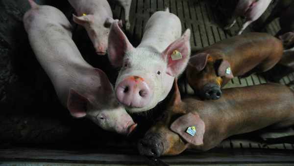 Китай из-за АЧС запретил импорт свиней из Лаоса