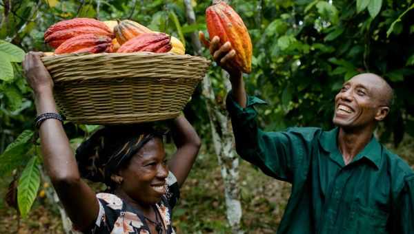 В Кот-д'Ивуар ожидают рекордный урожай какао