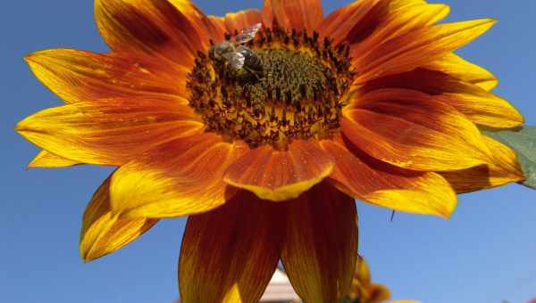 Топ-10 найкрасивіших рослин для сонячної клумби